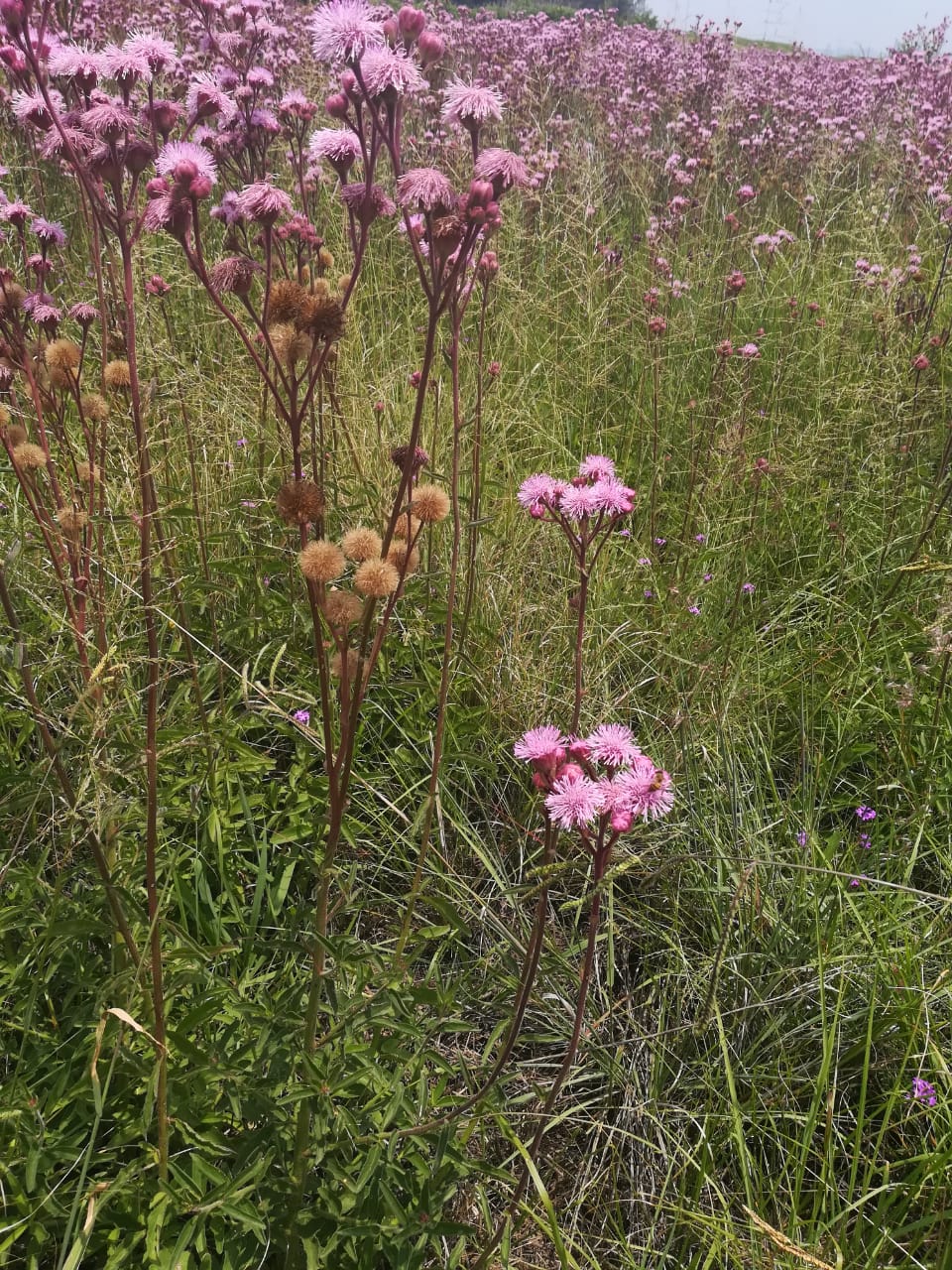 IMG-20190423-WA0004